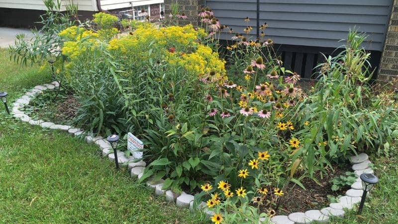 Indigenous Flora Rain Garden